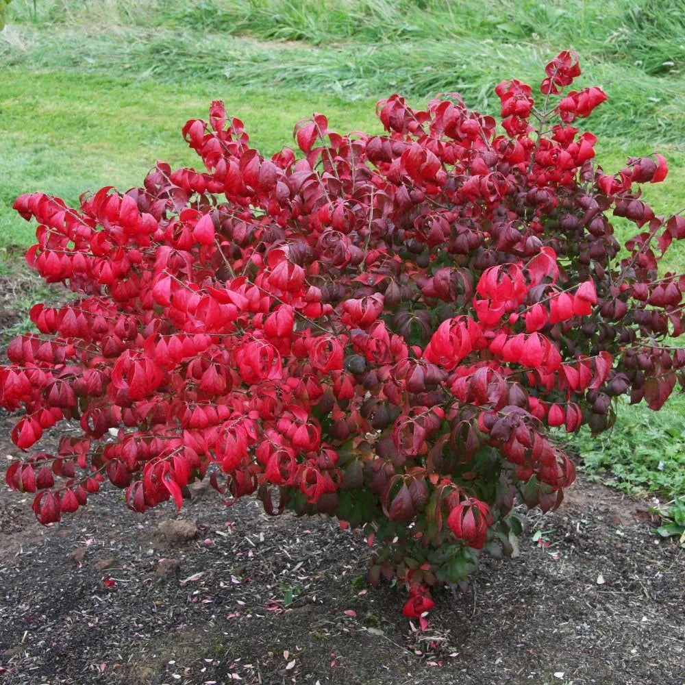 Compact Winged Spindle (Euonymus alatus)