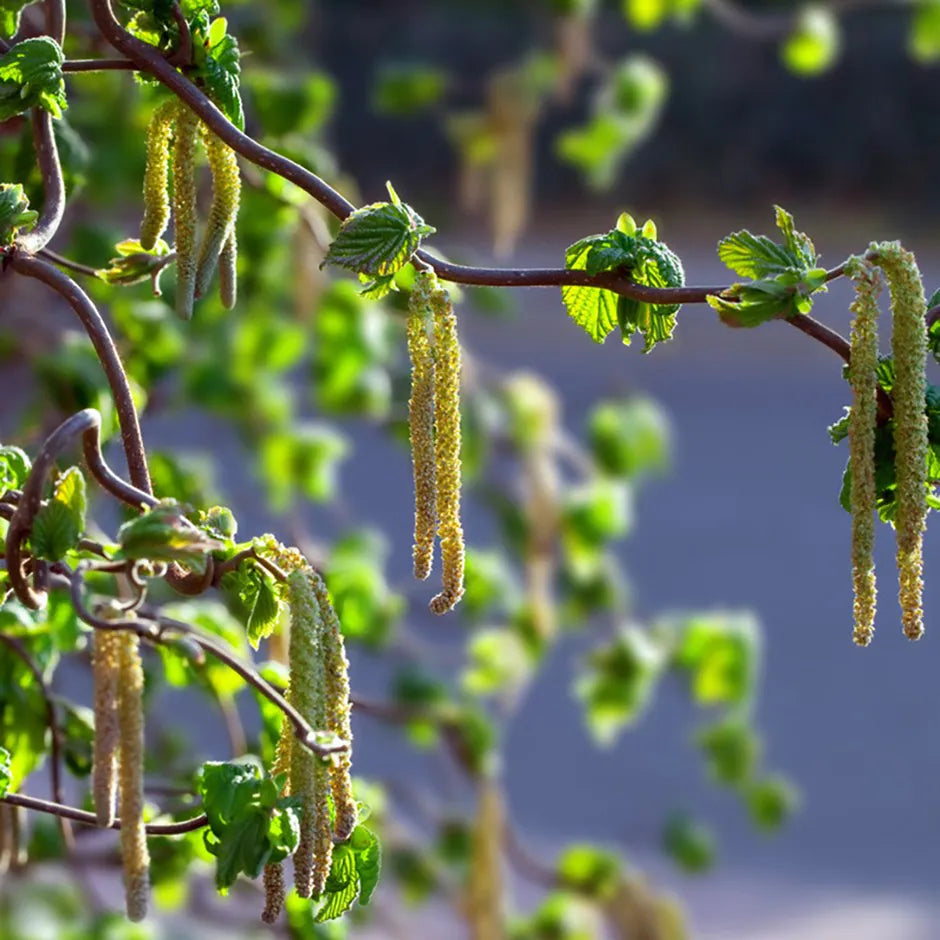 Corkscrew Hazel Contorta (Corylus avellana)