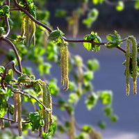 Corkscrew Hazel Contorta (Corylus avellana)
