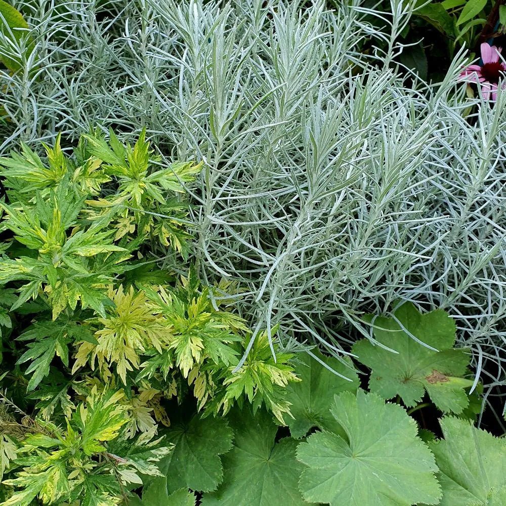 Curry Plant Silvio Spreading (Helichrysum italicum) - Ladybird Nursery