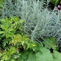 Curry Plant Silvio Spreading (Helichrysum italicum)