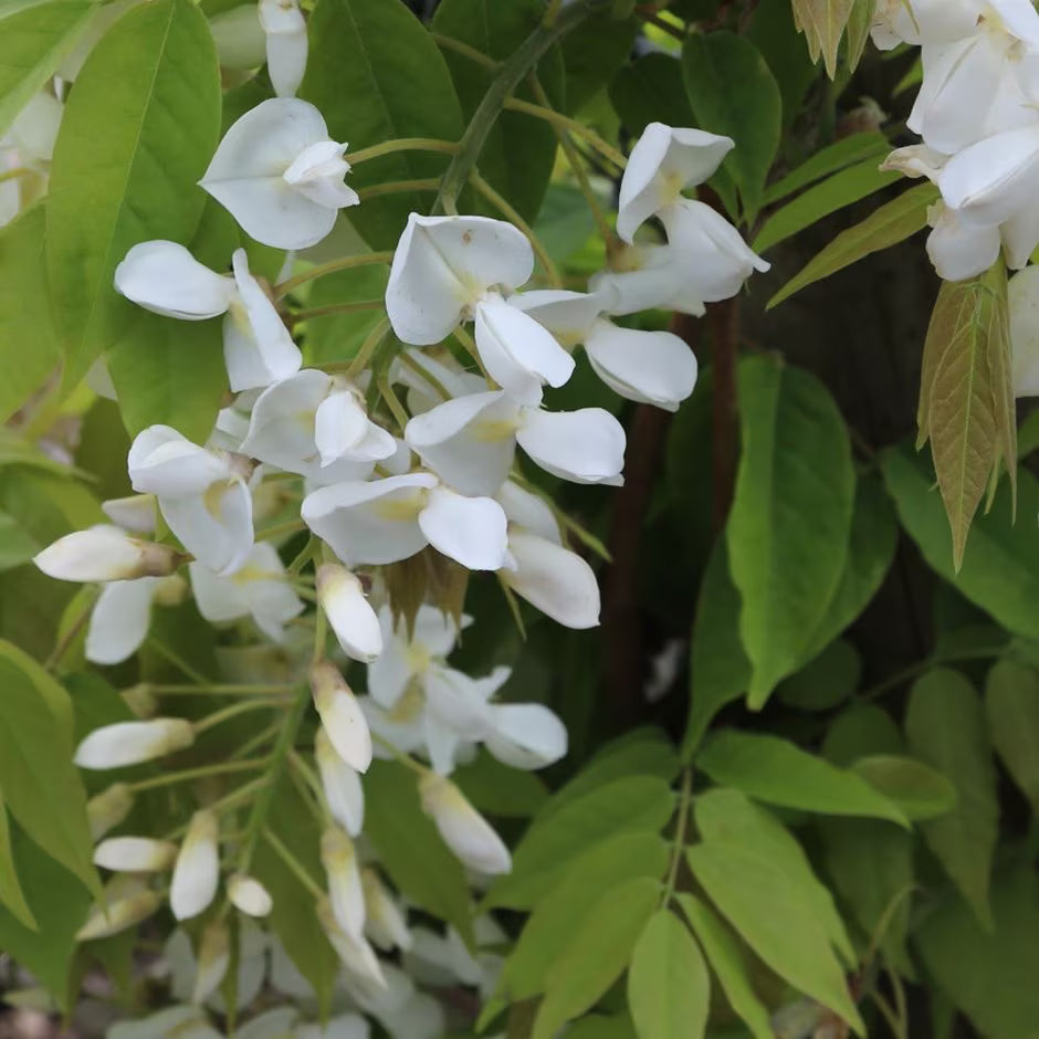 White Silky Wisteria Shiro-kapitan (Wisteria brachybotrys)