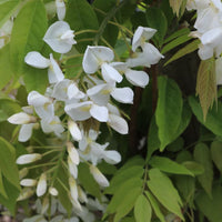 White Silky Wisteria Shiro-kapitan (Wisteria brachybotrys)