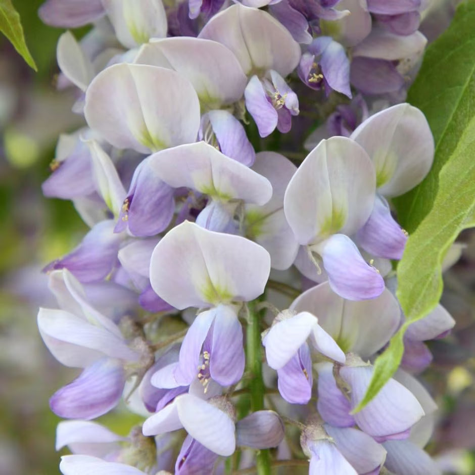 Wisteria Formosa (Wisteria spp.)