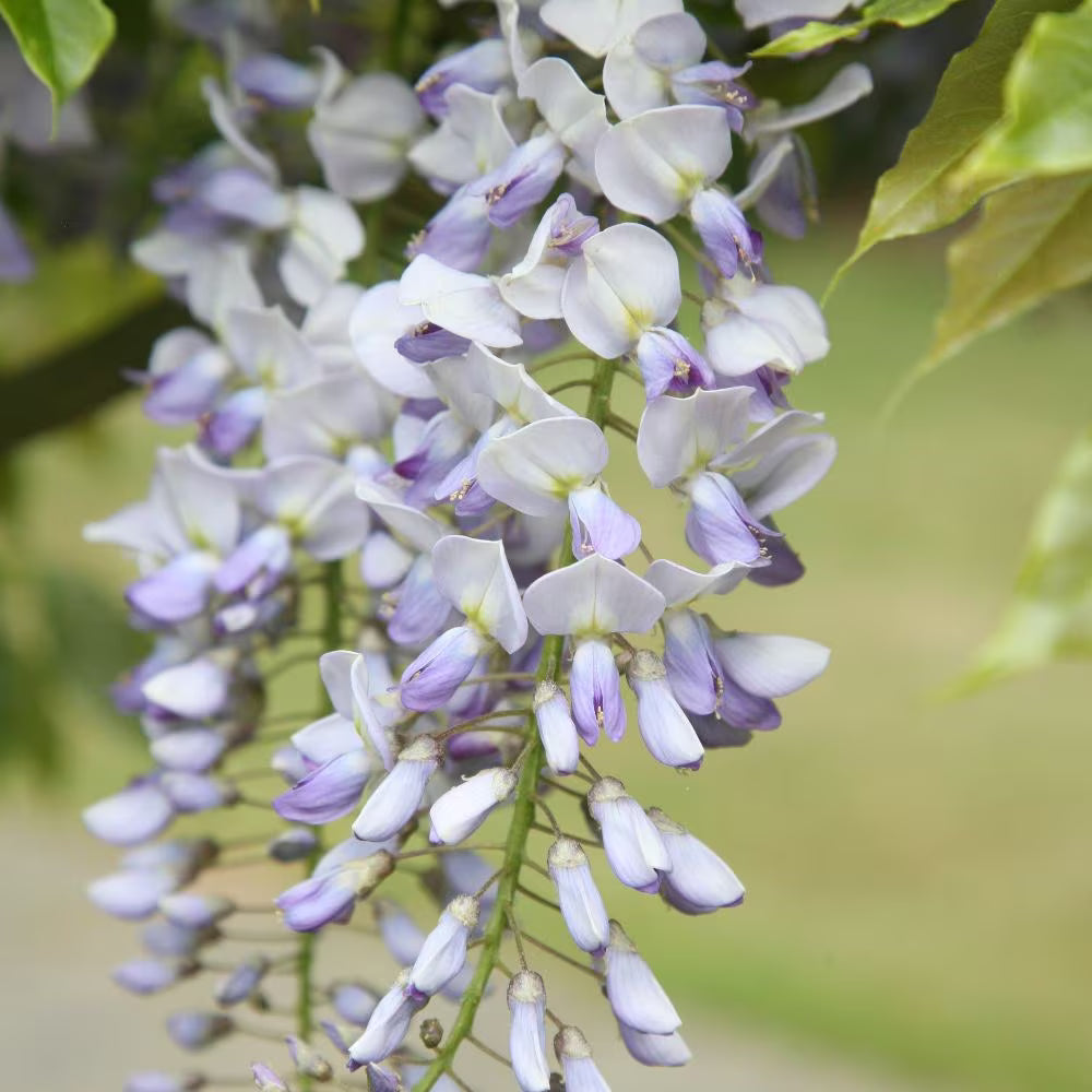 Wisteria formosa (Hybrid)