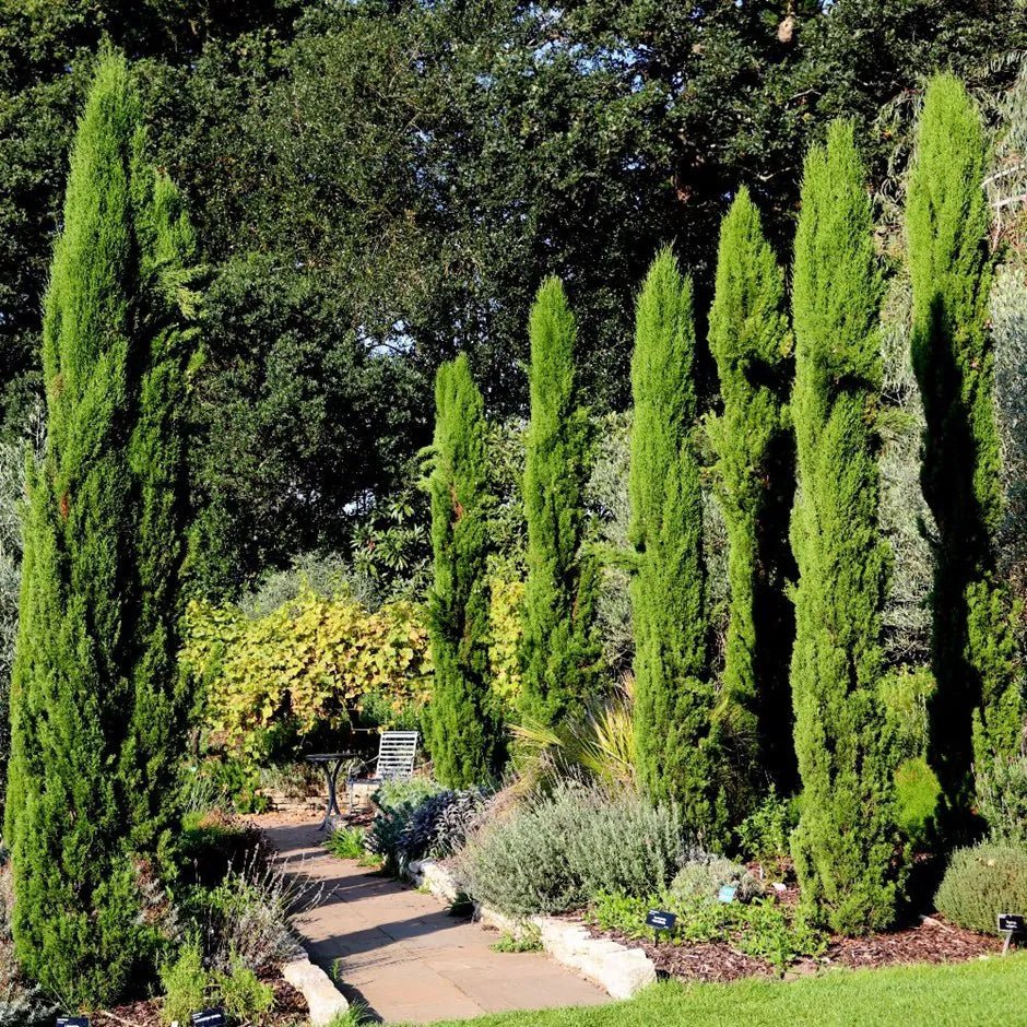 Italian Cypress (Cupressus sempervirens) - Ladybird Nursery