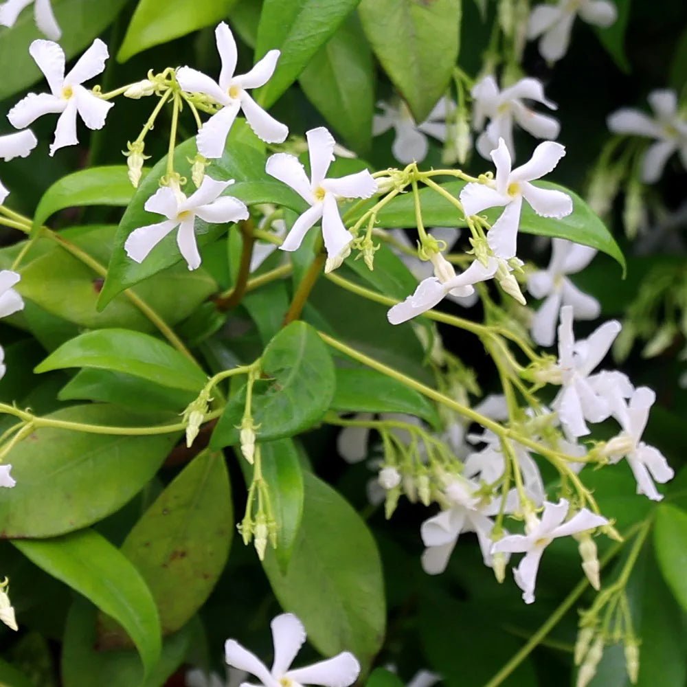 Chinese Star Jasmine (Trachelospermum jasminoides) - Ladybird Nursery