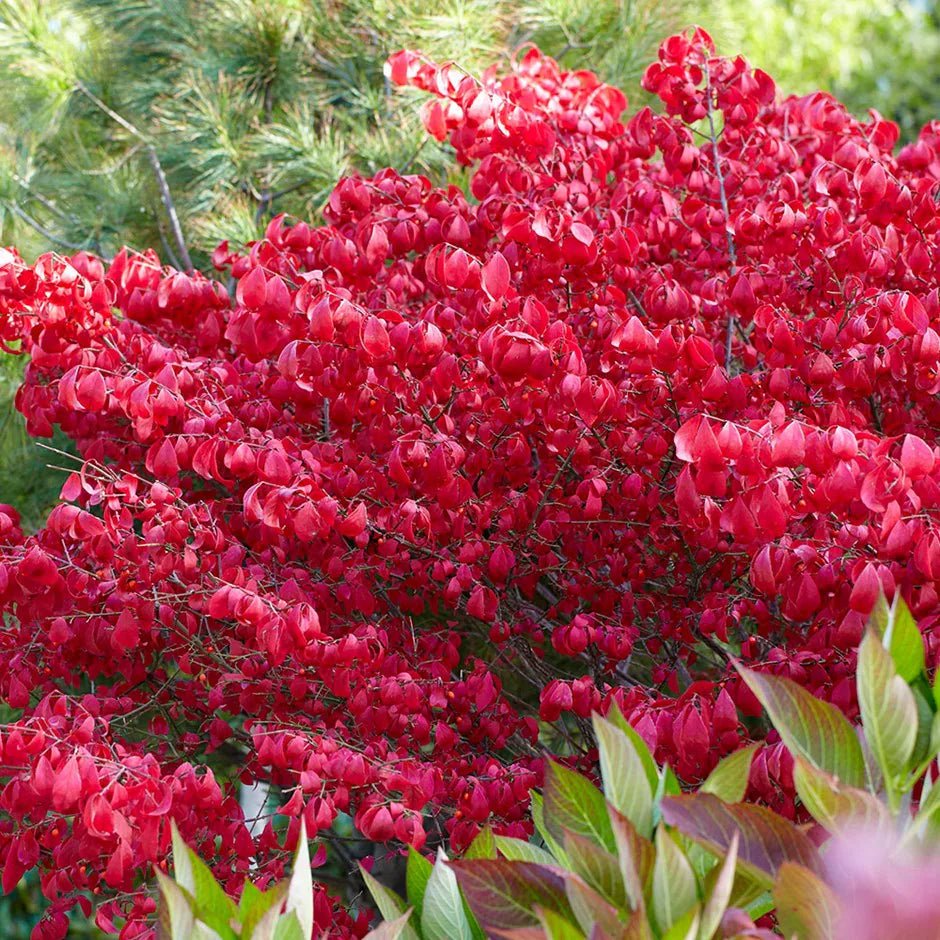 Red Wine Euonymus (Euonymus grandiflorus) - Ladybird Nursery