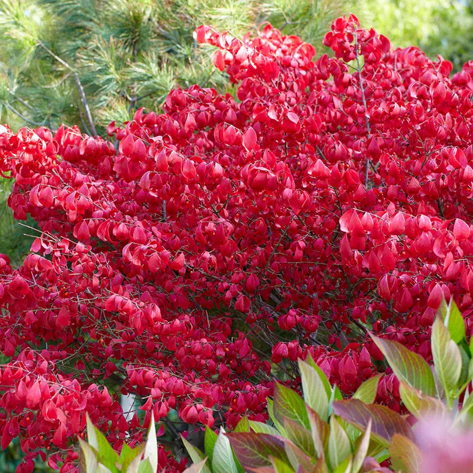 Red Wine Euonymus (Euonymus grandiflorus)