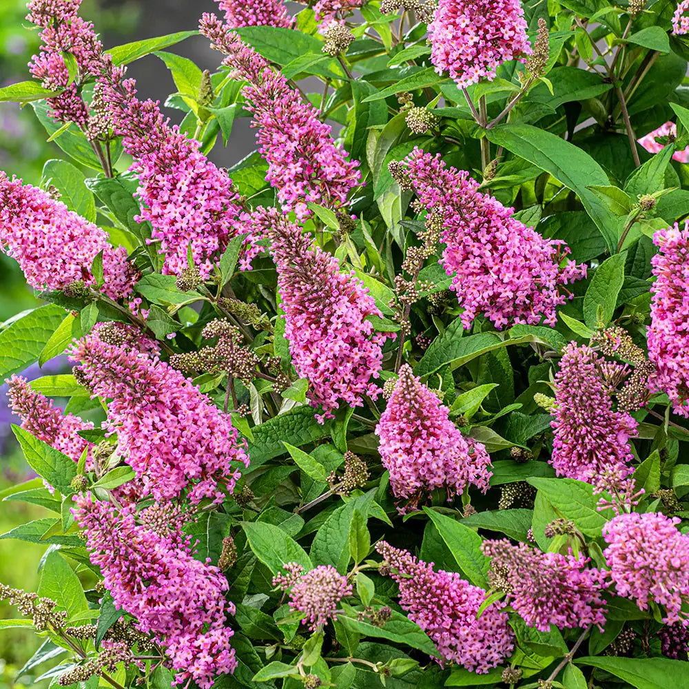 Butterfly Bush Pink (Buddleja Blaze)