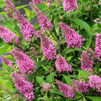 Butterfly Bush Pink (Buddleja Blaze) - Ladybird Nursery