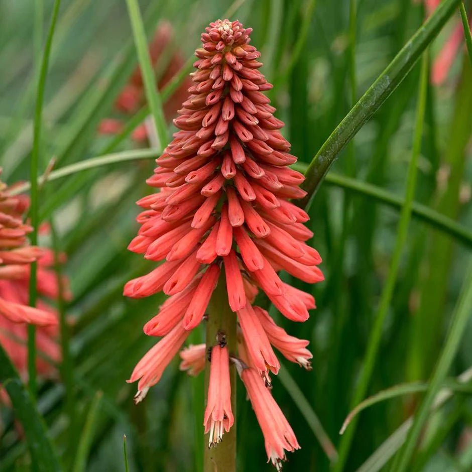 Red Hot Poker Poco (Kniphofia asphodelaceae) - Ladybird Nursery