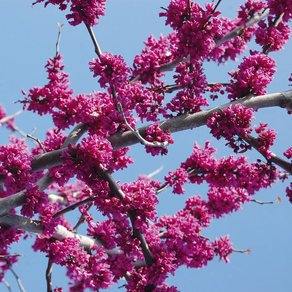 Redbud var. texensis Oklahoma (Cercis canadensis)