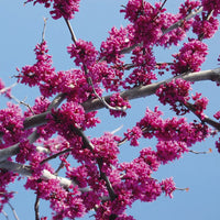 Redbud var. texensis Oklahoma (Cercis canadensis)