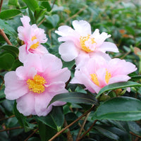 Camellia Tip Toe (Camellia)