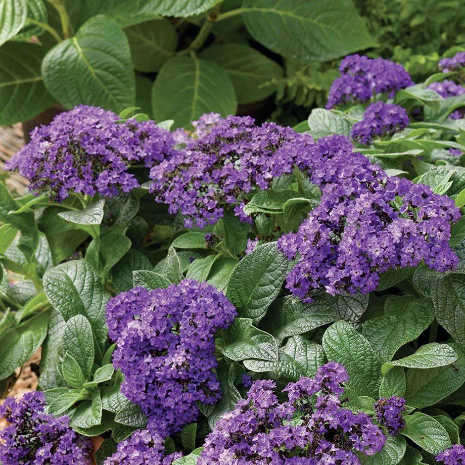 Cherry Pie Scentropia Dark Blue (Heliotropium arborescens) - Ladybird Nursery