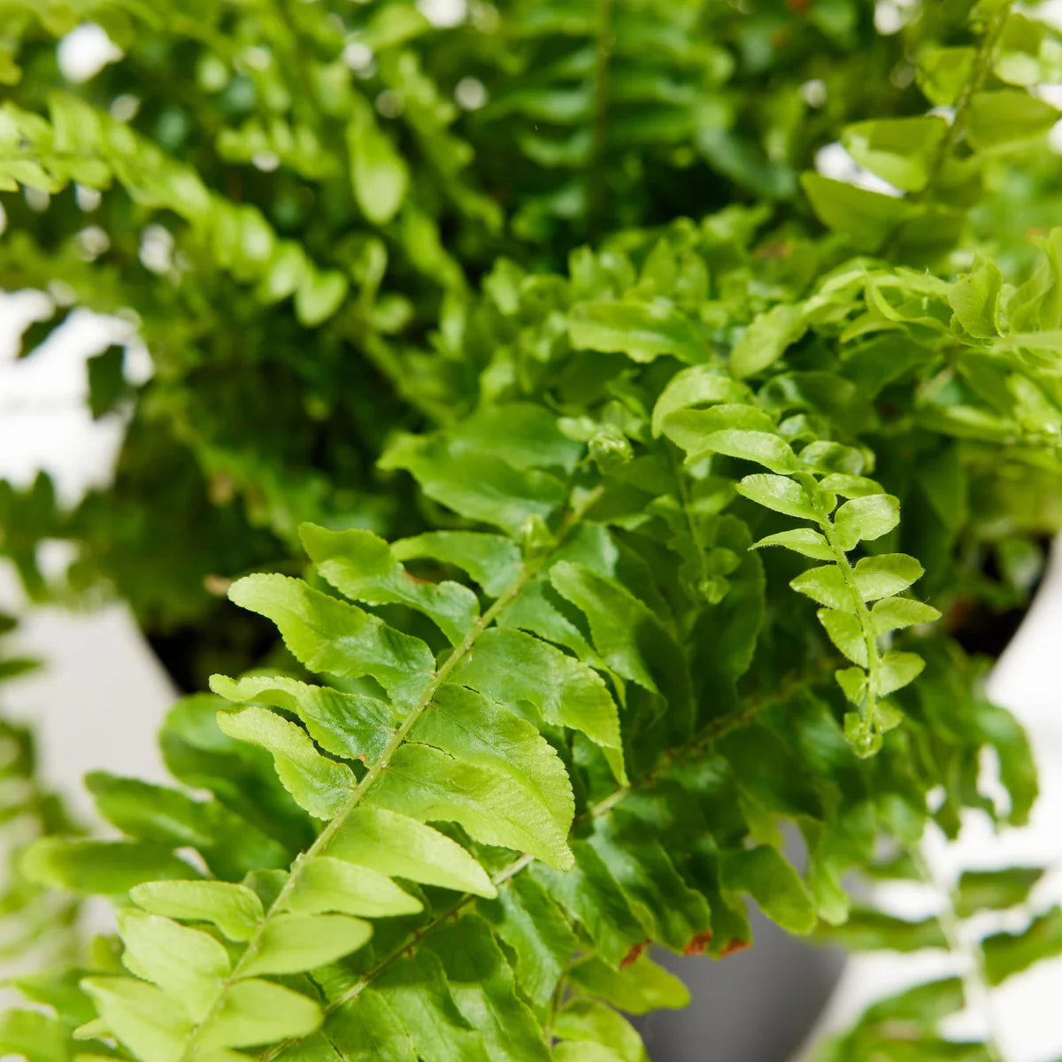 Boston Fern Blue Bell (Nephrolepis exaltata)