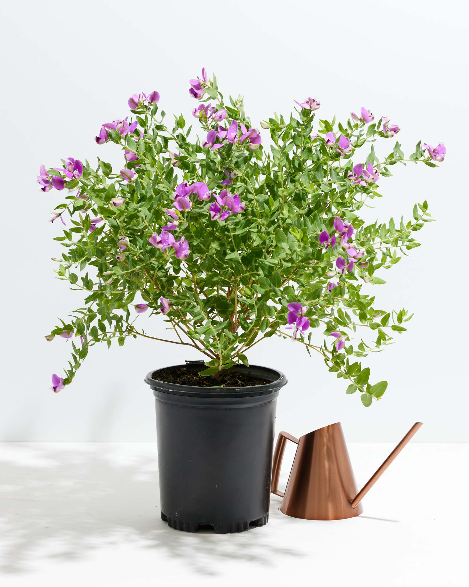 Sweet Pea Shrub Dalmaisiana Compacta (Polygala)