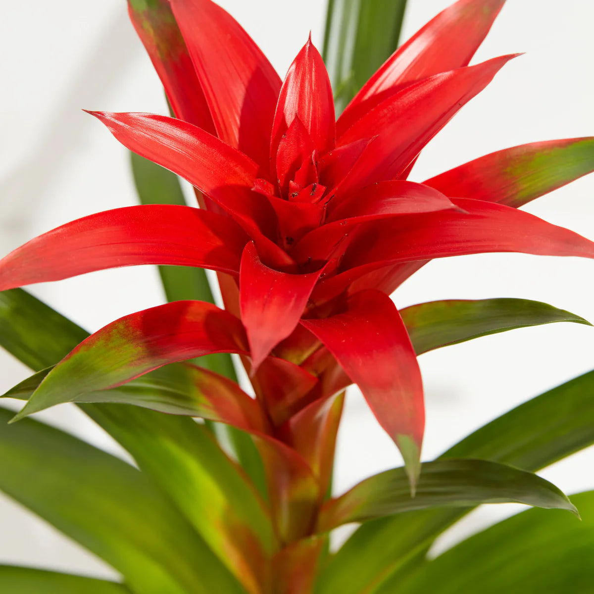 Guzmania spp. Red Bromeliad