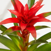Guzmania spp. Red Bromeliad