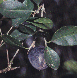 Black Apple (Planchonella australis)