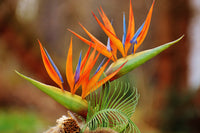 Bird of Paradise (Strelitzia parvifolia)
