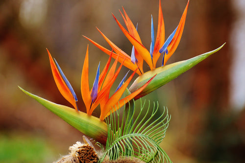 Bird of Paradise (Strelitzia parvifolia) - Ladybird Nursery