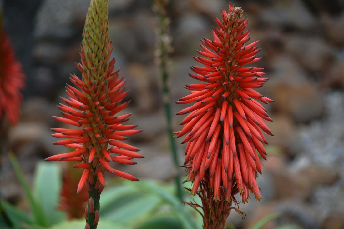 Bitter Aloe (Aloe ferox) - Ladybird Nursery