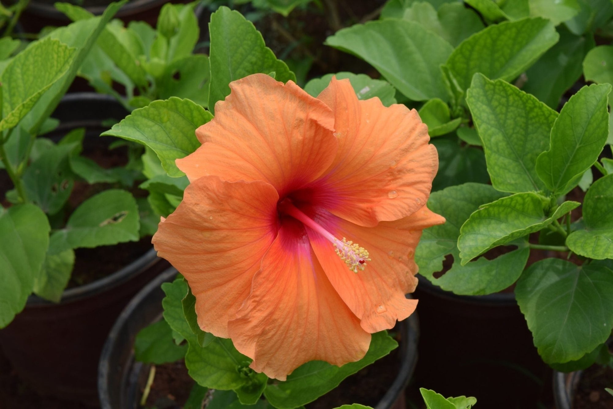 Hibiscus Fantasy Orange Sunburst (Hibiscus rosa - sinensis) - Ladybird Nursery