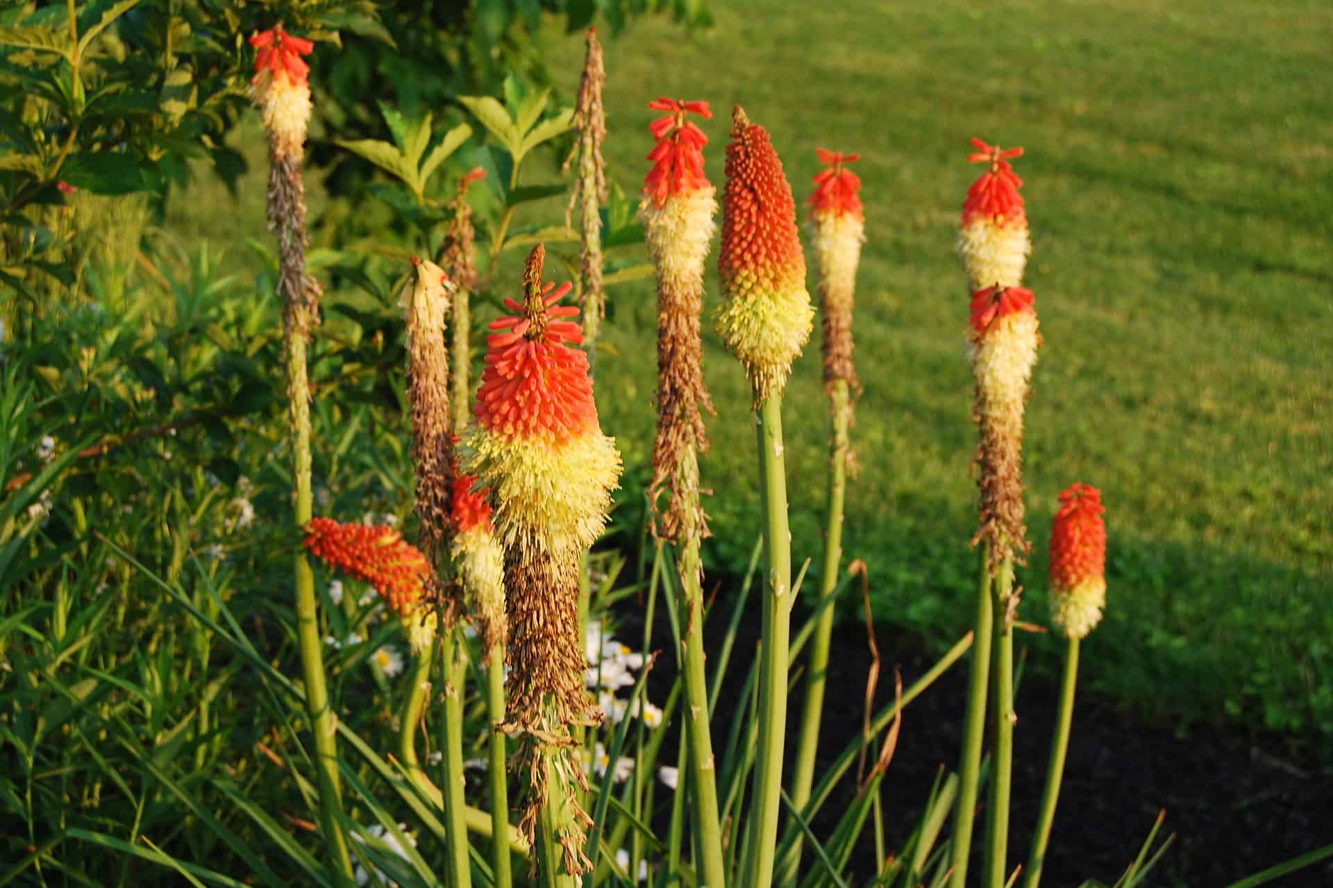 Red Hot Poker Assorted (Kniphofia spp.)