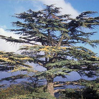 Cyprus Cedar Horizontalis (Cedrus brevifolia)