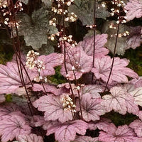 Heuchera 'Sugar Plum'