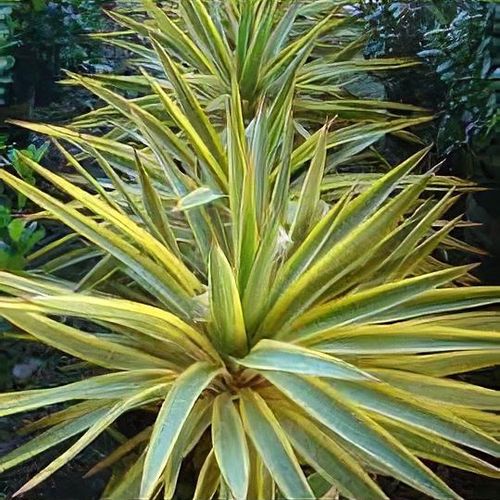 Spanish Dagger Bright Edge (Yucca gloriosa) - Ladybird Nursery