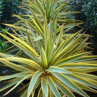 Spanish Dagger Bright Edge (Yucca gloriosa)