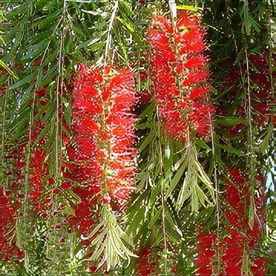 Weeping Bottlebrush Little Silver (Callistemon viminalis) - Ladybird Nursery