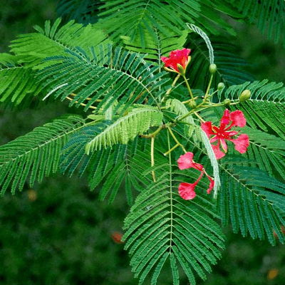 Delonix regia - Ladybird Nursery