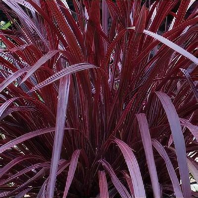Cordyline Burgundy (Cordyline Designer) - Ladybird Nursery