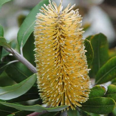 Roller Coaster Banksia (Banksia integrifolia)