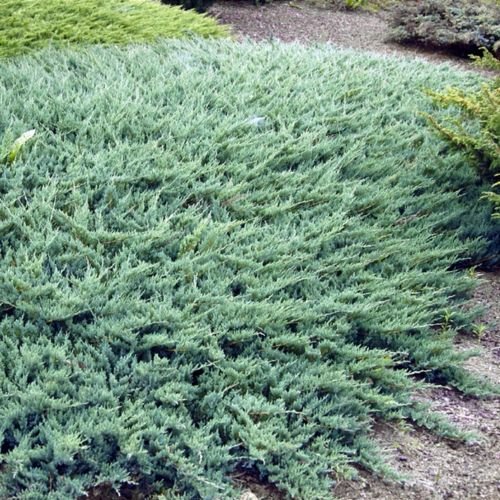Creeping Juniper Glauca (Juniperus horizontalis) - Ladybird Nursery