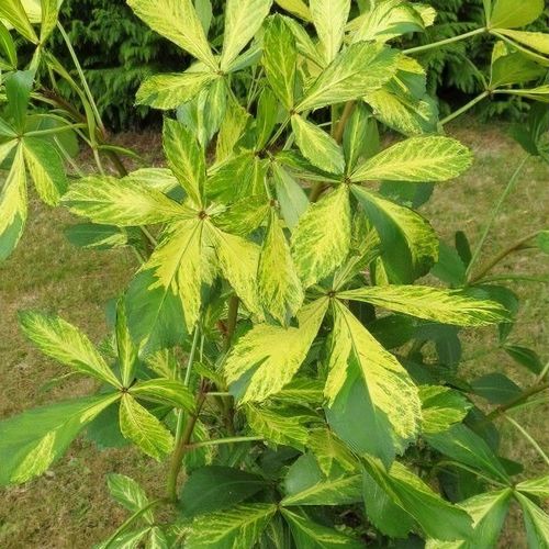 Coastal Purple 5 Finger Gold Splash (Pseudopanax lessonii)