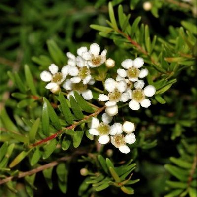 Babingtonia (Babingtonia similis)