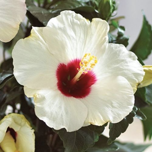 Hibiscus Flamenco™ Adonicus White - Ladybird Nursery