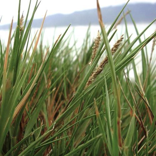 Seashore Dropseed (Sporobolus virginicus)