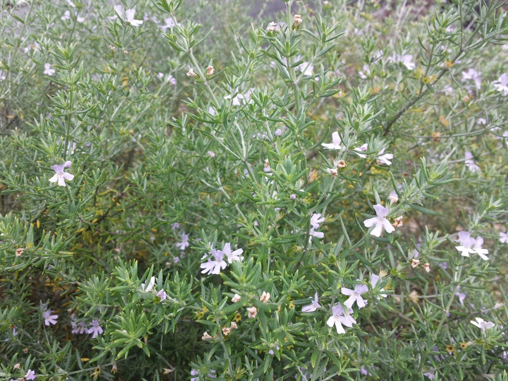 Coastal Rosemary Low Horizon™ (Westringia fruticosa)