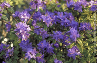 Rhododendron Russatum