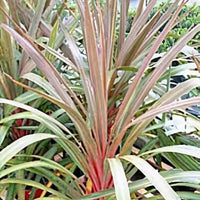 Cordyline Sundance (Cordyline australis)