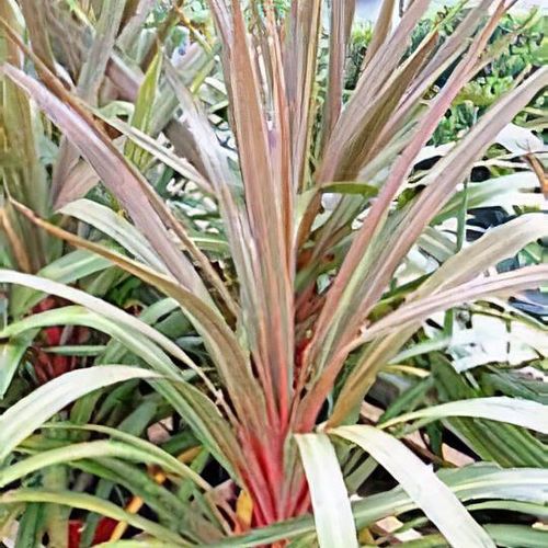 Cordyline Sundance (Cordyline australis) - Ladybird Nursery