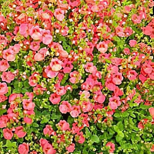 Twinspur Dazzler (Diascia Little)