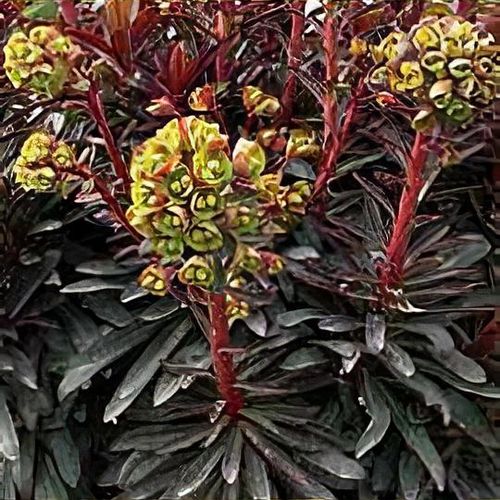 Blackbird Spurge (Euphorbia characias)