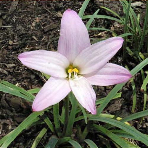 Zephyr Lily (Habranthus robusta) - Ladybird Nursery